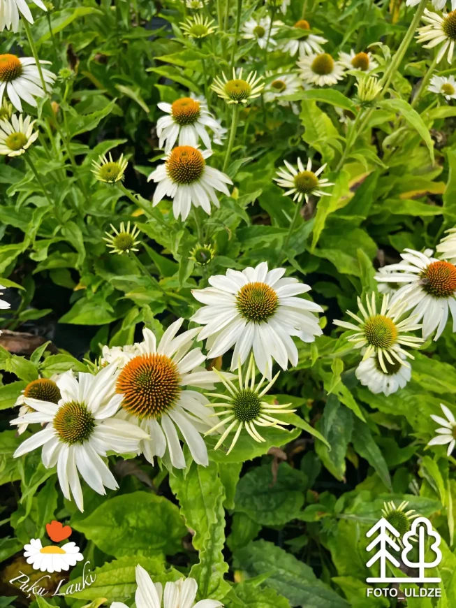Echinacea purpurea   'Feeling White'